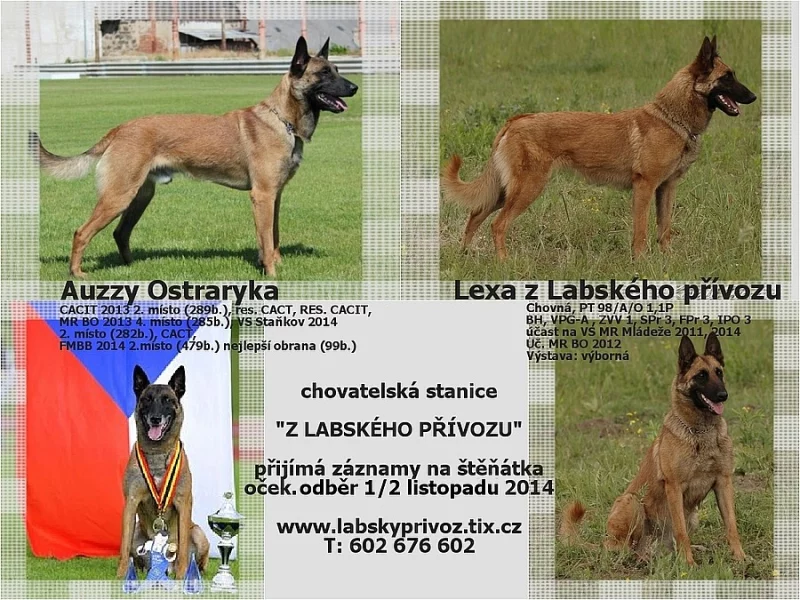 Belgický ovčák malinois s PP